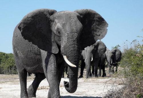 91大象成品视频入口